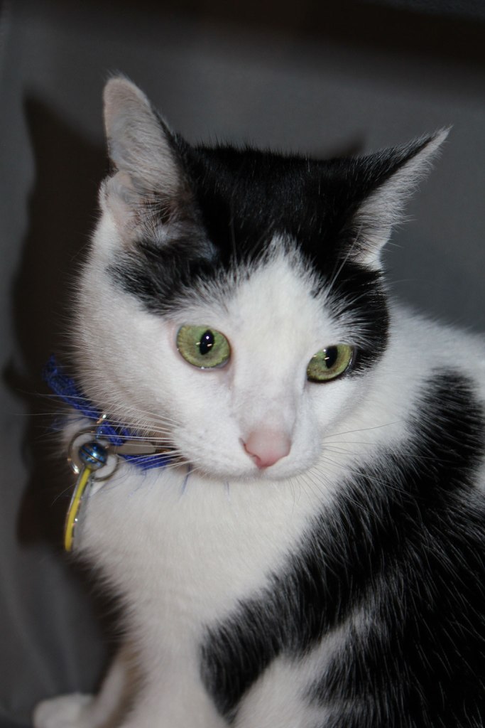 My cat, who is glad not to be participating in any enactments of Schrödinger's thought experiments. 